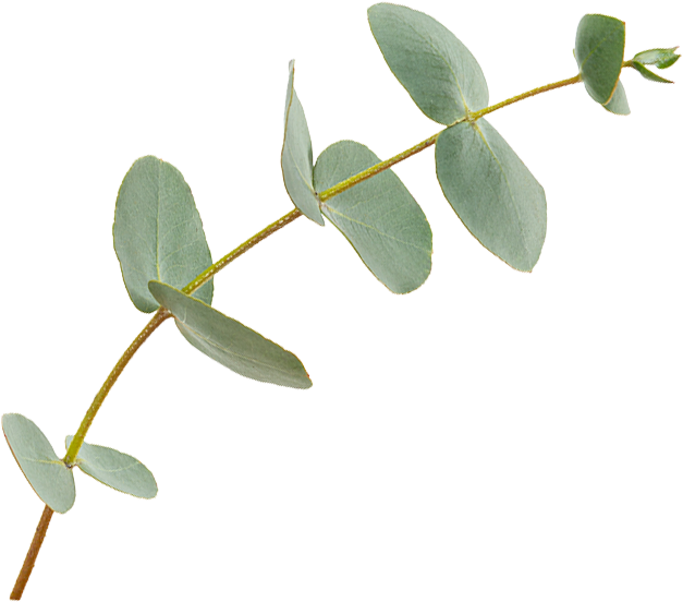 Plant leaf for decoration